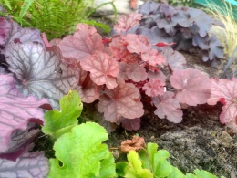 Żurawka 'Caribbean Sea' (L)