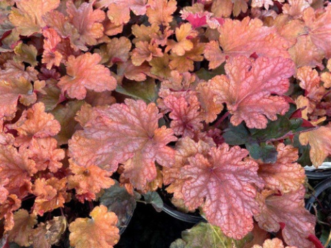 Żurawka 'Carnival Peach Parfait' ® (L)