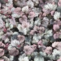 Żurawka 'Carnival Rose Granita' (W)