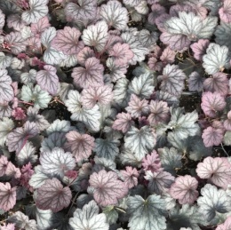 Żurawka 'Carnival Rose Granita' (W)