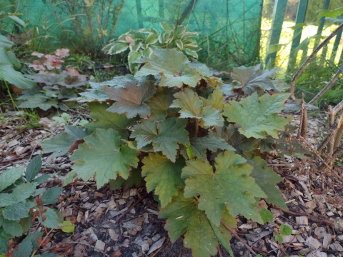 Żurawka 'Copper Dinosaur' (W)