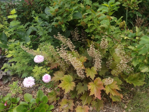 Żurawka 'Copper Dinosaur' (W)