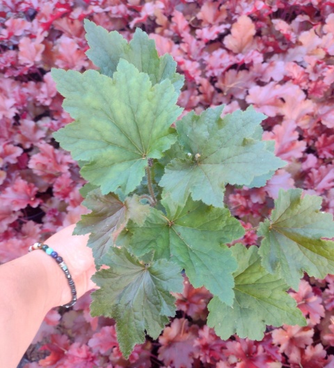 Żurawka 'Copper Dinosaur' (W)