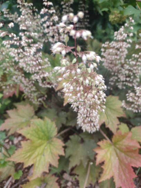 Żurawka 'Copper Dinosaur' (W)