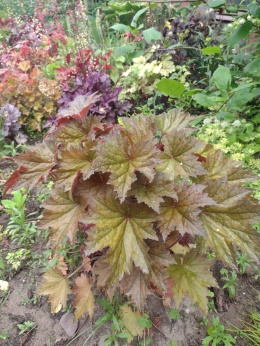 Żurawka 'Copper Dinosaur' (W)