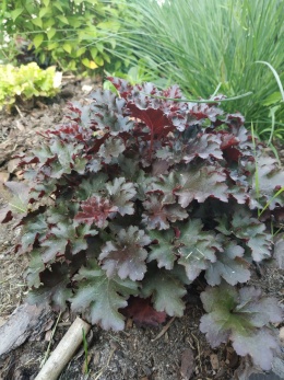 Żurawka 'Crazy Rasta' (W)