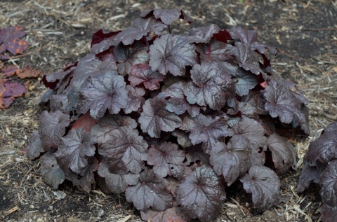 Żurawka 'Creole Nights' (L)