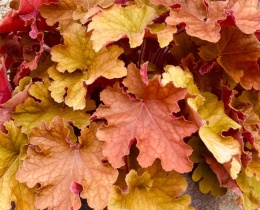 Żurawka 'Curly Amber' (W)