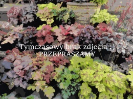 Żurawka 'Dusty Red' ®' (W)