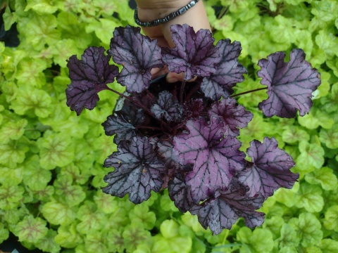 Żurawka 'Forever Purple' (L)