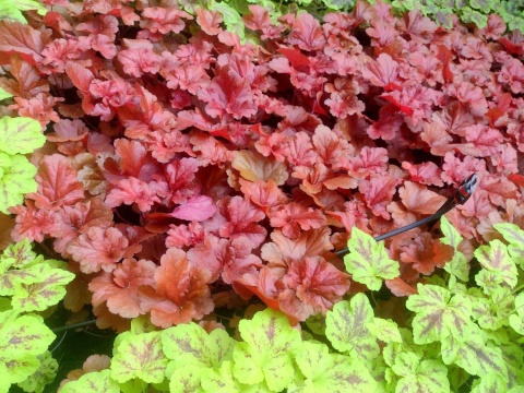 Żurawka 'Forever Red' (W)