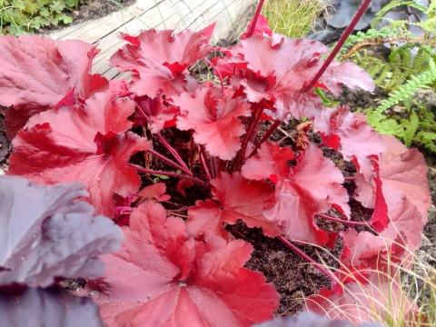 Żurawka 'Forever Red' (W)