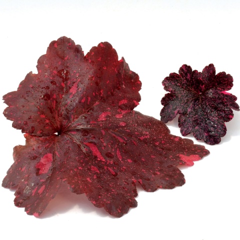 Żurawka 'Galaxy' (L)