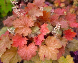 Żurawka 'Gro Fast Orange' (W)