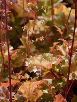 Żurawka 'Honey Orange' ® (W)