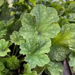 Żurawka 'Honeydew' ® (W)