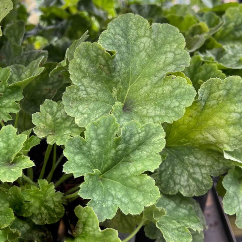 Żurawka 'Honeydew' ® (W)