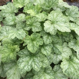 Żurawka 'Honeydew' ® (W)