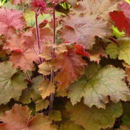 Żurawka 'Kassandra' (L)