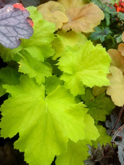 Żurawka 'Lemon Dinosaur' (W)