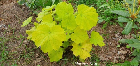 Żurawka 'Lemon Dinosaur' (W)