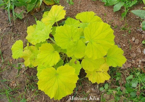 Żurawka 'Lemon Dinosaur' (W)