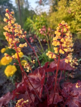 Żurawka 'Little Cutties Blondie' (W)