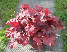 Żurawka 'Magma' (L)