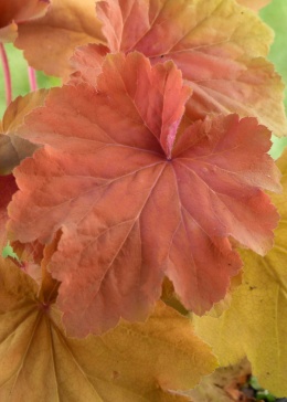 Żurawka 'Mega Caramel' (L)