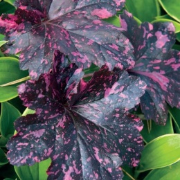 Żurawka 'Midnight Rose' (L)