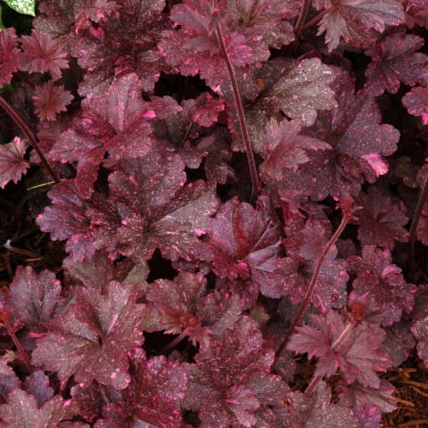 Żurawka 'Midnight Rose' (L)