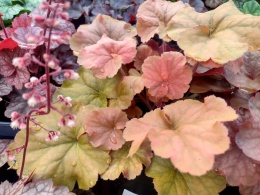 Żurawka 'Northern Exposure Amber' (L)