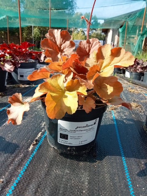 Żurawka 'Northern Exposure Amber' (L)