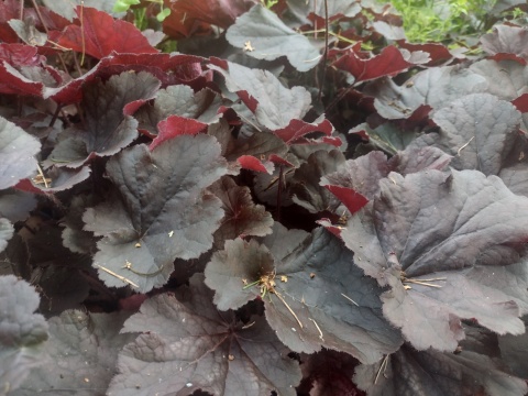 Żurawka 'Northern Exposure Black' (W)