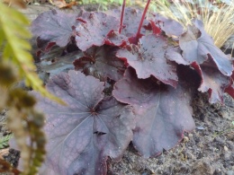 Żurawka 'Northern Exposure Black' (W)