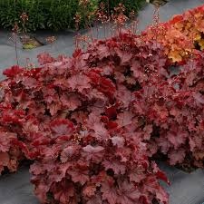 Żurawka 'Northern Exposure Red' (L)