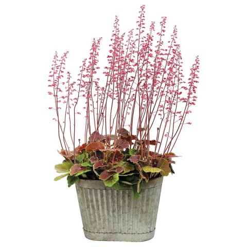 Żurawka 'Northern Exposure Sienna' (L)