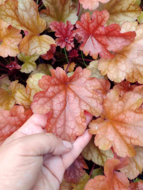 Żurawka 'Paprika' (L)