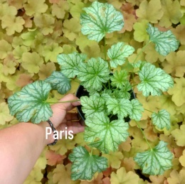 Żurawka 'Paris' (L)