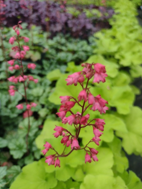 Żurawka 'Paris' (L)