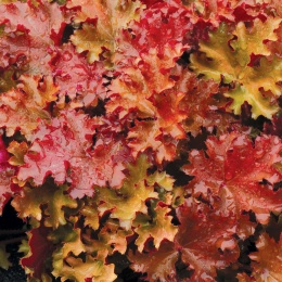 Żurawka 'Peach Crisp' (L)