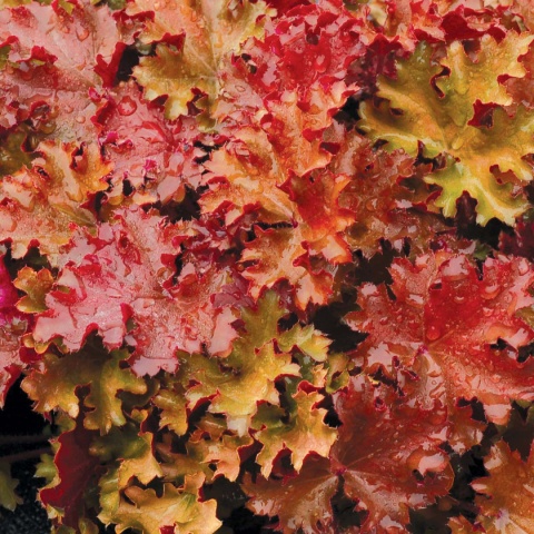 Żurawka 'Peach Crisp' (L)