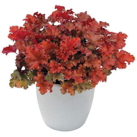 Żurawka 'Peach Crisp' (L)