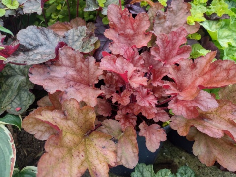 Żurawka 'Peach Flambee' (W)