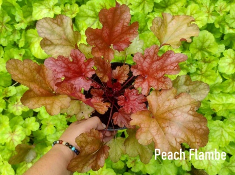 Żurawka 'Peach Flambee' (W)