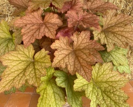 Żurawka 'Peachy Dinosaur' (W)