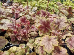 Żurawka 'Picasso' (W)