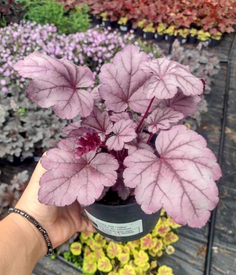 Żurawka 'Pink Panther' (L)