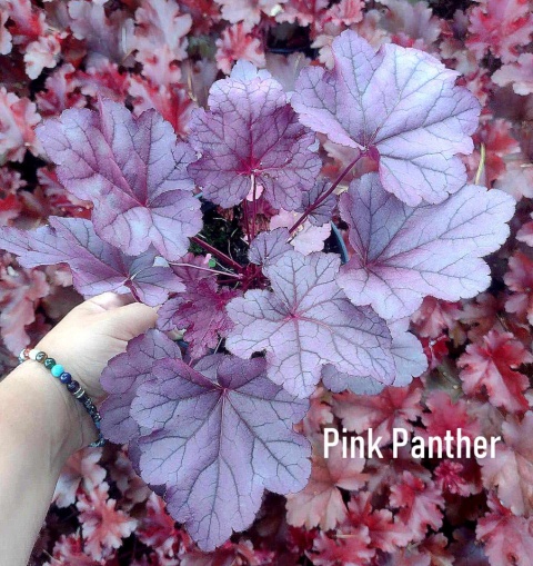 Żurawka 'Pink Panther' (L)