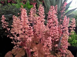 Żurawka 'Pink Pearls' (W)